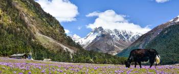 Gangtok Lachung Darjeeling Tour Plan