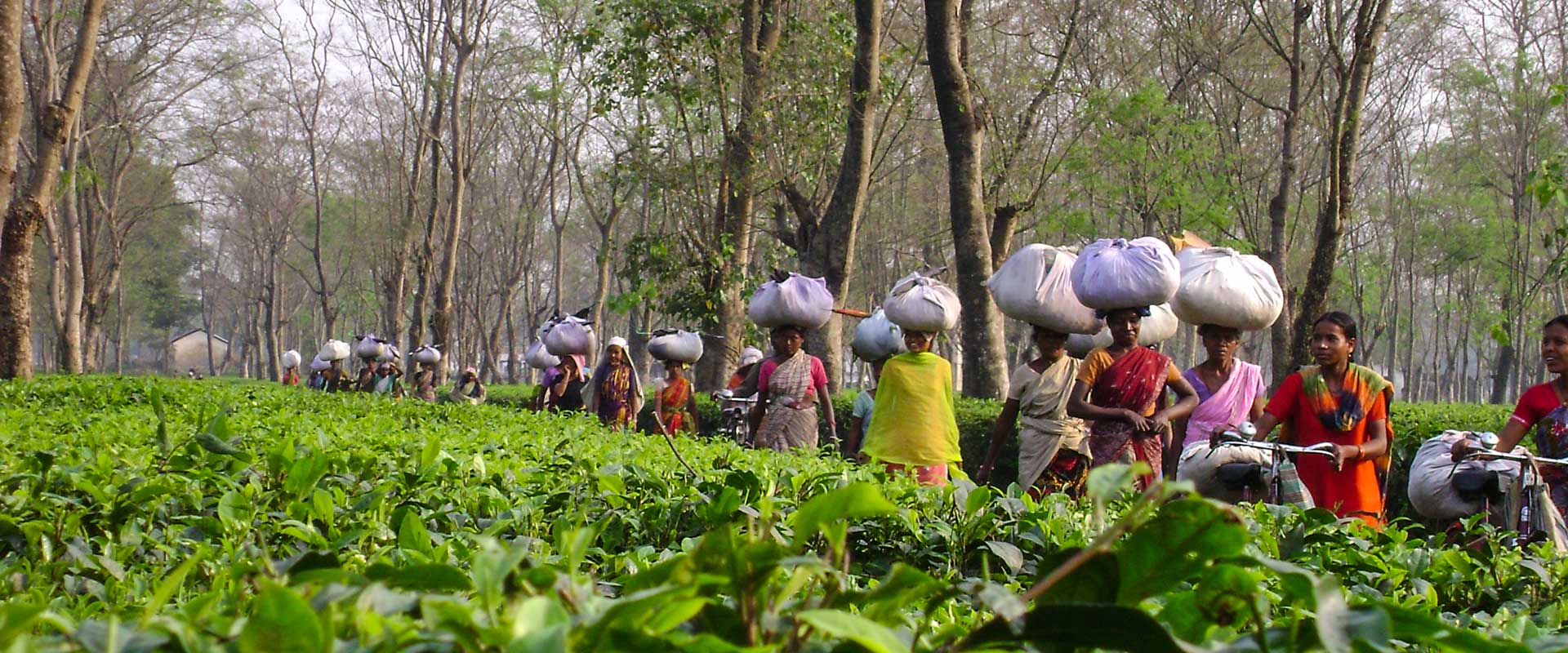 Dooars Gorumara Jaldapara Buxa Tour
