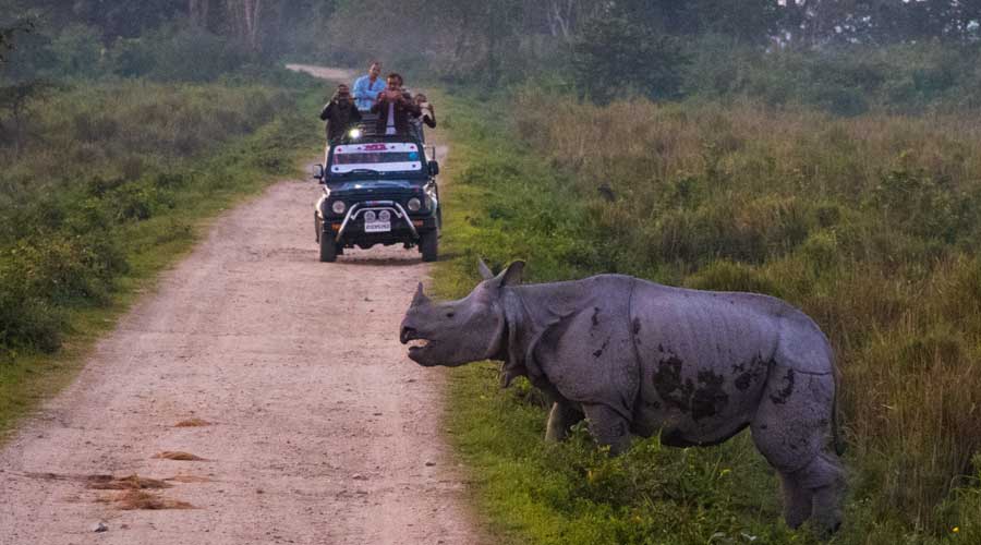 Kaziranga Wildlife Experience Package Tour