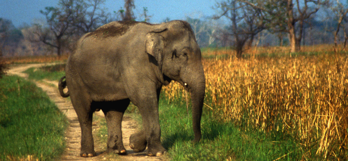 lataguri elephant safari